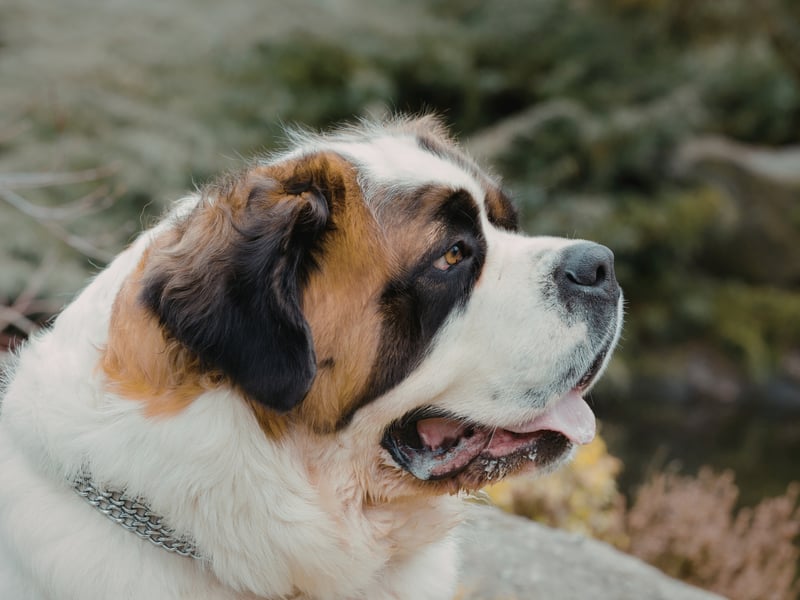 The Saint Bernard's thick double coat is perfect for keeping warm in its native snowy Alpine environment, but does tend to lock in smells as well as heat. They are also prolific droolers, and the collecting slobber can also be a bit whiffy.