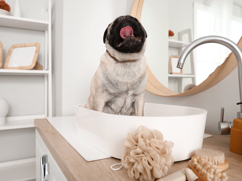 There can be a number of reasons for your Pug smelling unpleasant - their pushed-in snouts can cause flatulence, their facial wrinkles can collect gunk, while it's common for the breed's anal glands to become blocked creating a powerful pong.