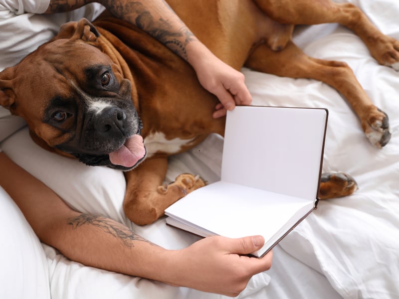 There's no delicate way to put this - the Boxer is a breed that has a major problem with flatulence. They also often suffer from food allergies, causing itchy and smelly skin infections. Being very careful about what you feed them can mitigate the situation somewhat.