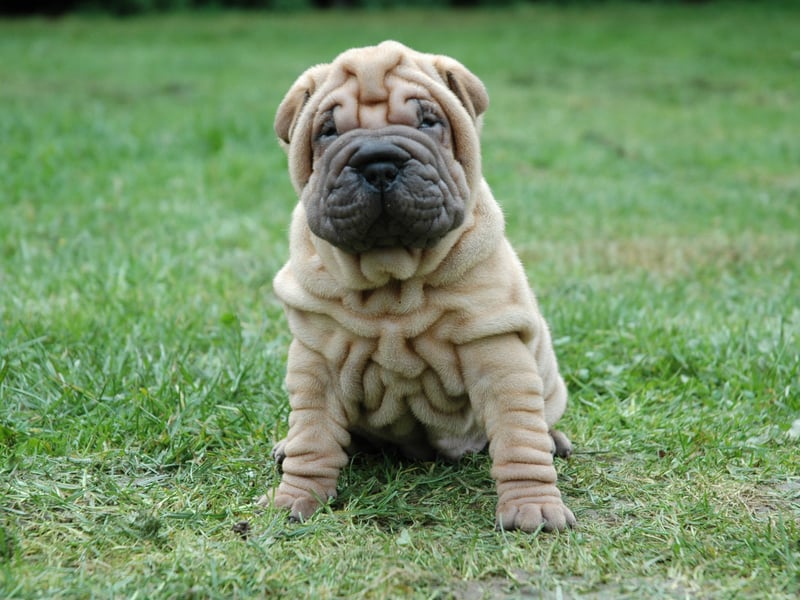 Another breed whose hygiene problems stem from folds of skin, to keep a wrinkly Shar Pei fresh you'll need to give it a clean every day and a full bath at least three times a week.