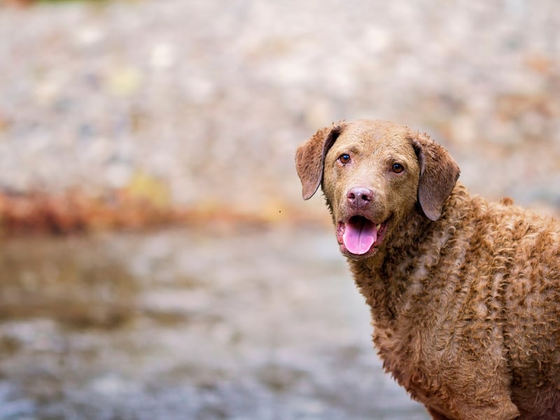 Chesapeake Bay Retrievers have an especially oily, waterproof coat. That oil produces a strong natural scent, especially when wet. Outdoor activity and water exposure often intensify their distinctive smell.