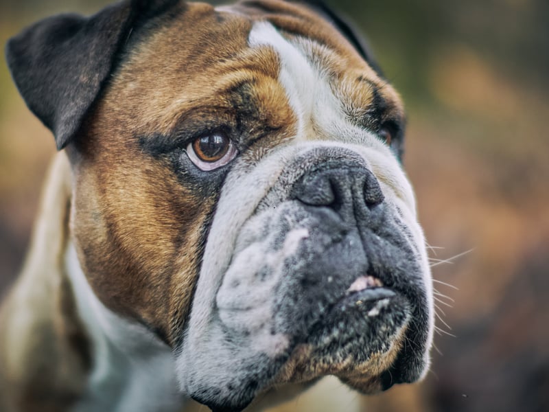 Bulldogs are particularly susceptible to bad breath, due to plaque and decay caused by misaligned teeth. They also have face wrinkles that can catch food particles, with the skin under their tail stub can easily become infected causing a nasty odour.
