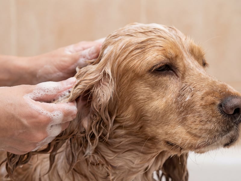 With long droopy ears and an oily coat, the Cocker Spaniel is another pooch that requires plenty of pampering if it isn't to pong.