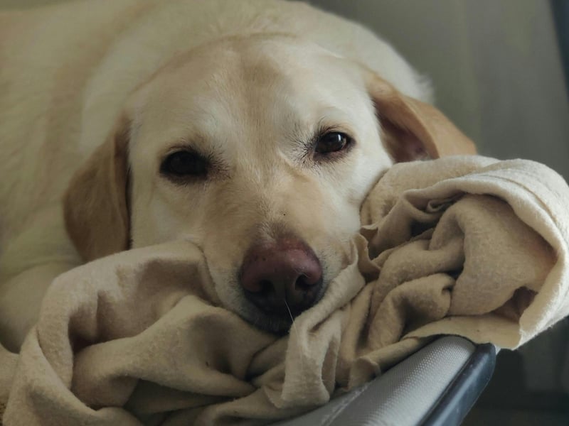 Labrador Retriever owners quickly get used to their pet's doggy pong, in fact many even like it, but to an outsider visiting your home the odour will be immediate and obvious. Particularly strong when they are damp, the Labrador also adores rolling in smelly stuff and proudly bringing the stench home for you.
