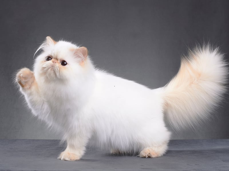 Extreme flat-faced Persians display the brachycephalic features which can lead to protruding eyes which are at greater risk of nonreal injury. They are also likely to get infections (dermatitis) from facial skin folds, compressed airways which cause difficulty breathing and a deformed jaw which can predispose to dental disease - making normal behaviours such as eating and grooming more difficult.