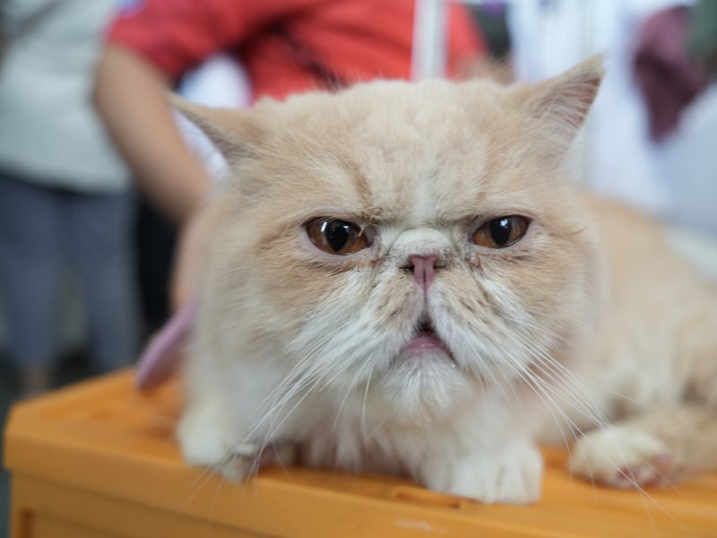 The Exotic is another breed that is predisposed to Brachycephalic Obstructive Airway Syndrome (BOAS) which result in breathing and feeding problems. The flatter the face the more the cat is at risk. 
