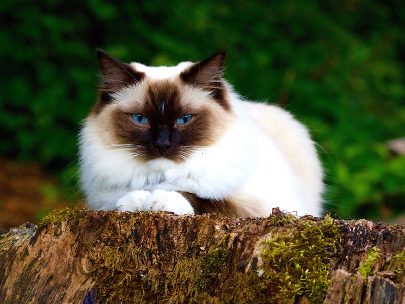 The Birman cat breed has distinctive and beautiful blue eyes. However, they are known to be prone to kidney problems.