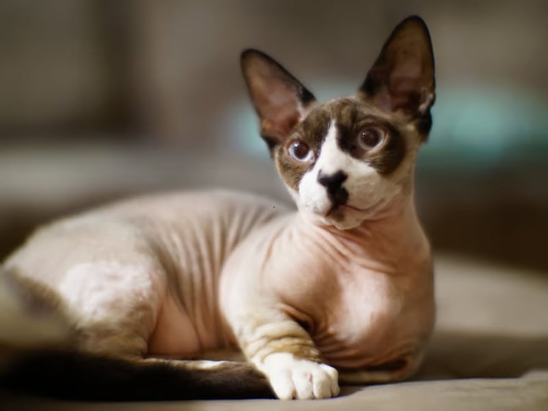 The Bully, also known as the Dwelf cat or Bambina, is the latest example of a breed with characteristics which impact welfare. A cross between a sphynx and a munchkin cat they suffer from physical deformities, including hairlessness and distorted limbs. These defects, particularly limb deformities (short bowed legs) and abnormal joints are not only painful, but also prevent these cats from carrying out normal behaviours essential for their welfare and their ability to live a good quality of life, such as restricting their mobility.