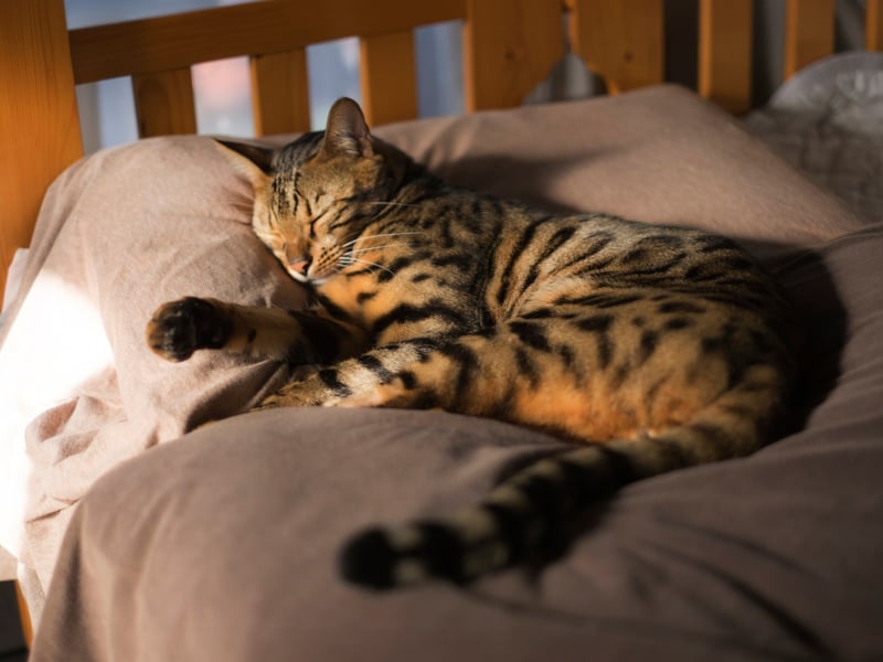 The gorgeous, fun-loving Bengal cat breed are known for their gorgeous markings and ability to climb, though some Bengal cats suffer from hereditary conditions such as knee and hips problems. As they have been created by breeding domestic cats with wildcats (the Asian Leopard Cat) they can also be aggressive and territorial.