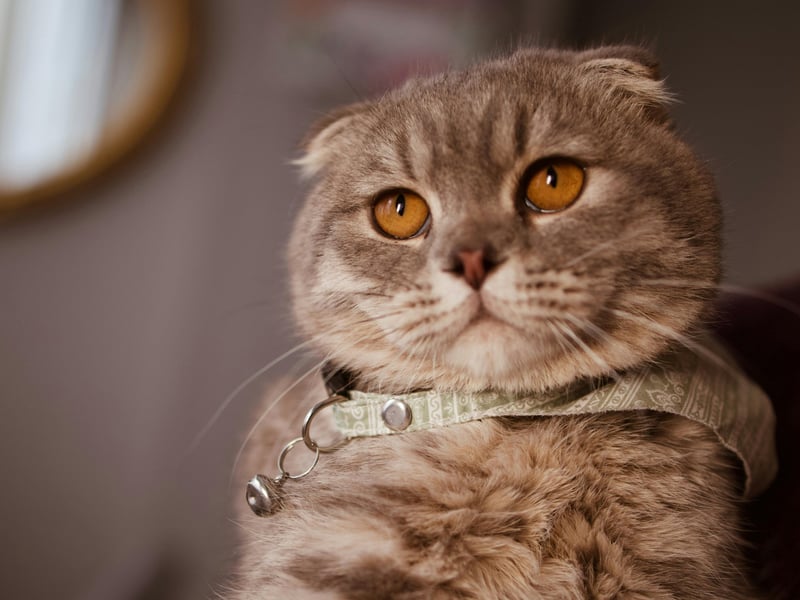 These cats are known for their folded ears and ‘round’ appearance. All breed individuals carry a genetic defect leading to generalised osteochondrodysplasia, an abnormality of cartilage and bone that leads to severe joint deformity and early onset osteoarthritis. Scottish Folds are not recognised by the Governing Council of the Cat Fancy (GCCF) for pedigree registration due to these welfare concerns.