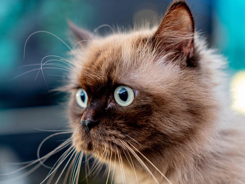 Munchkin cats have a form of dwarfism and suffer from joint deformities which can reduce their mobility (and ability to exhibit normal cat behaviour) and can lead to spinal problems and early onset arthritis 