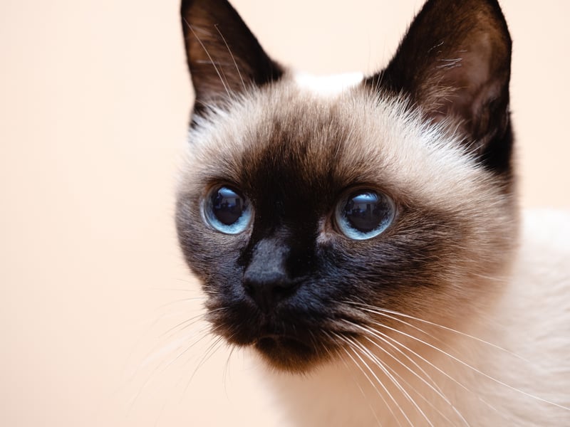 If you're looking for a cat breed that will never leave you bored, the Siamese cat is the one for you. Be aware though, the Siamese cat has been known to be prone to sight issues and, occasionally, asthma. 