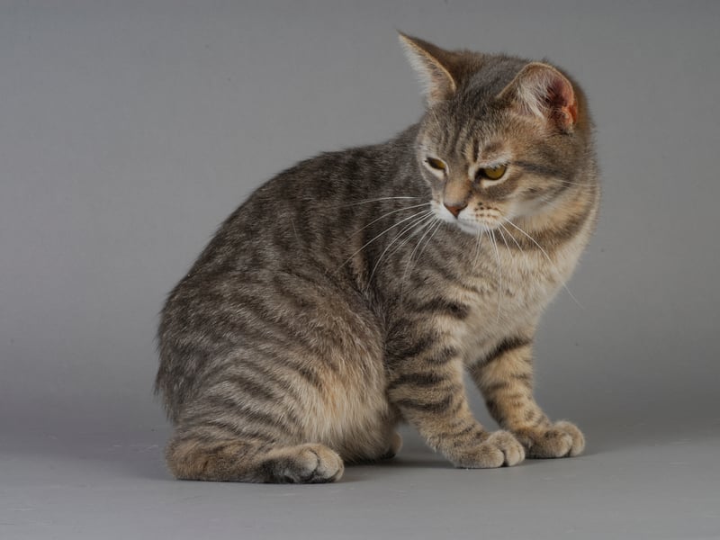 The Manx is a beautiful cat breed that is recognised by its stumpy and short tail. Sadly, this cat breed is prone to arthritis and 'Manx syndrome' which can cause spine problems and digestion issues. 