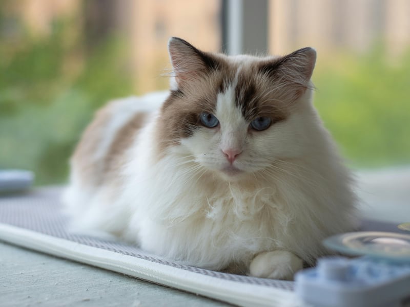 The adorable Ragdoll cat breed is super laid-back and, sadly, prone to urinary tract problems - although they are far from unhealthy as a whole. 