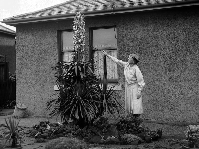 A Yucca Palm Tree in bloom for the first time in 25 years in a Blackhall garden in August 1956.
