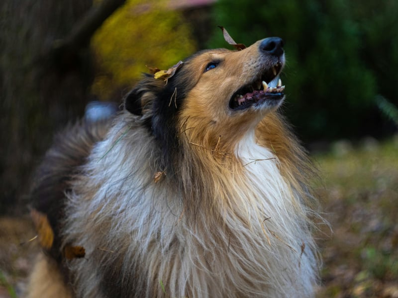 One of the most famous dogs of the screen was Lassie, a loyal Collie that would do anything for its family. It's certainly not fictional to call this breed of loyal - they love their families unquestioningly.