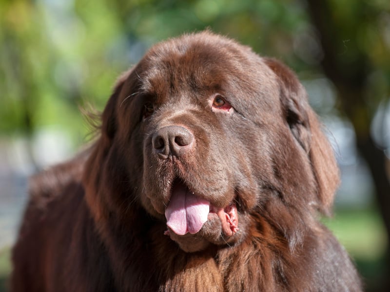 Huge Newfoundlands are so loyal to younger members of a family they are nicknamed 'nanny dogs' - one appeared in Peter Pan as the dog who looked after the Darling children. 