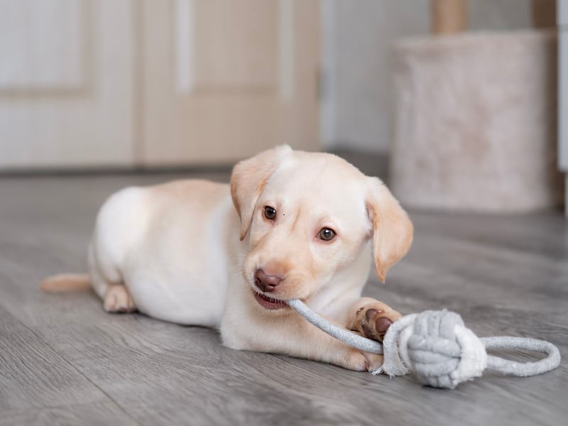 Affectionate and outgoing Labrador Retrievers are hugely loyal to their families although, unlike some of the dogs on this list, with also get on well with most other humans and dogs.