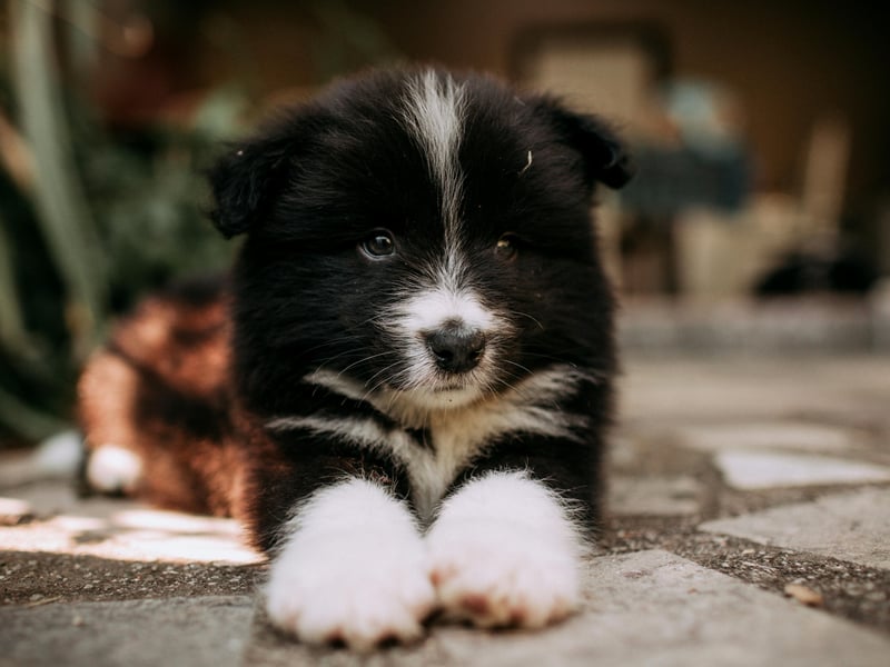 Extremely intelligent (they have the highest canine IQ in the dog world) and energetic, Border Collies bond closely with their owners. They seek guidance and partnership, staying attentive and loyal to the person they trust most.