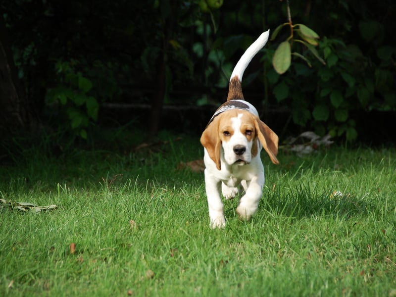 Bred to hunt in packs, Beagles naturally bond with other dogs and are loyal to the pack leader - it's owner. They also develop deep relationships with children that will last for the rest of the dog's life. 