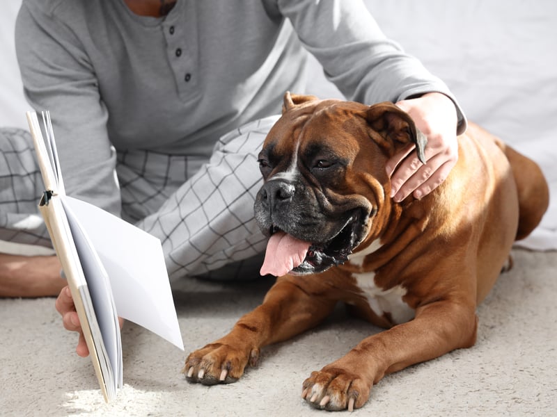 The Boxer is naturally protective of its family, forming a non-transferable bond that is unbreakable. They are also very patient with children and show little in the way of aggression.