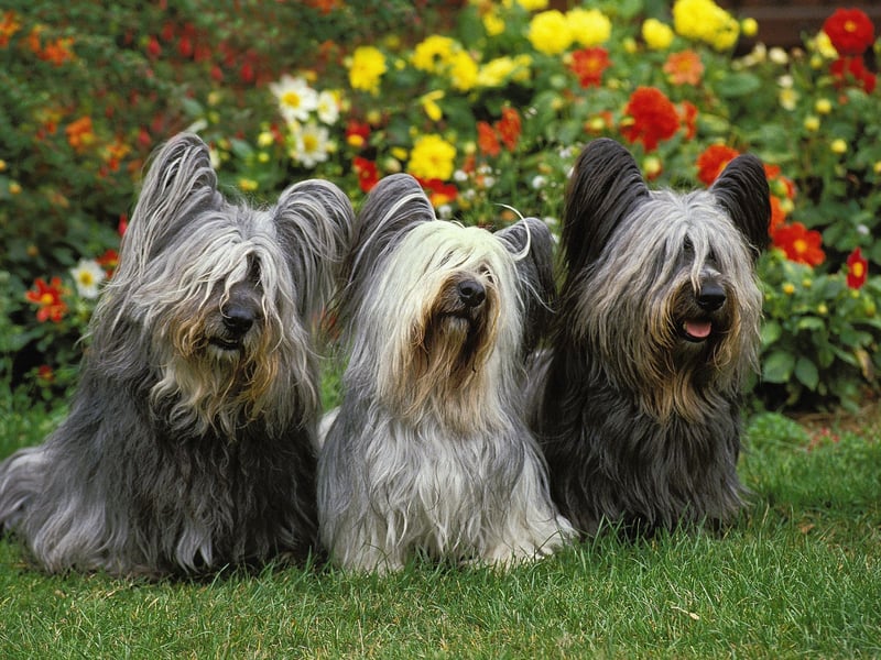 Made famous by the story of Greyfriars Bobby, the dog who stood guard at his master's grave in Edinburgh for 14 years, the Skye Terrier is described by the American Kennel Club as beig “famously loyal and devoted". 