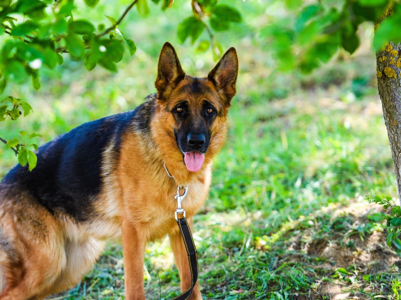 German Shepherds are known for literally putting their life on the line to defend loved ones. It's one of the many positive attributes that makes them great army and police dogs, forming a loyal bond with their handlers. 