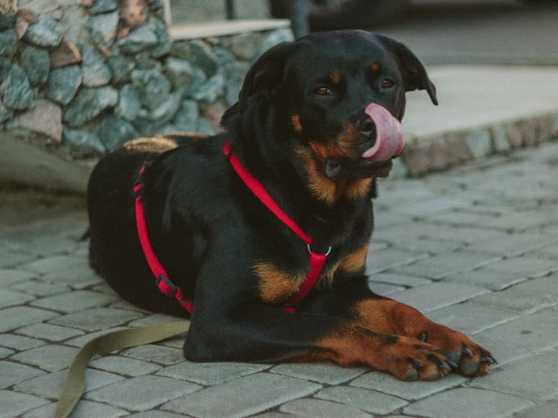 Rottweilers respond well to having a strong pack leader, so owners need to be firm and calm with them when they are young. Put in the time and effort and you will have a best friend for life who will protect you against any threat.
