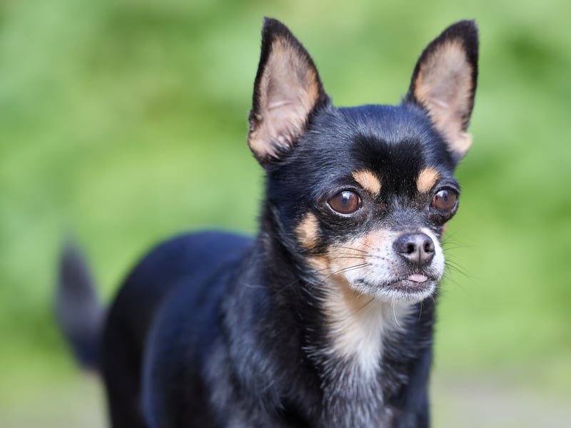 Bred to be companion dogs, Chihuahuas tend to establish a firm bond with one particular person and then want to accompany them everywhere they go. These are not dogs that like being left alone and are fiercely loyal. 