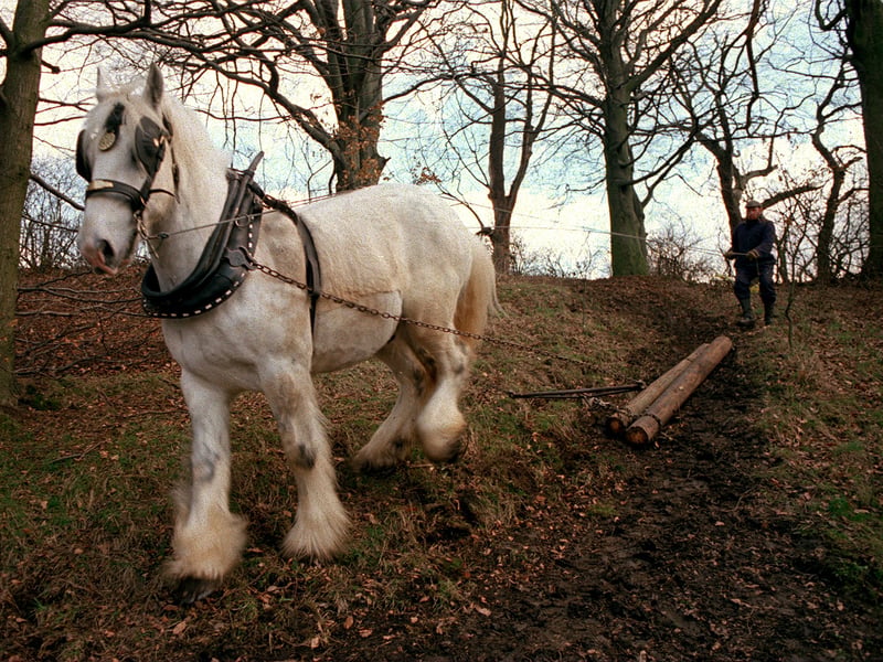 Horse lifting telegraph poles to repair a bridleway at Sykes Wood in April 1996.