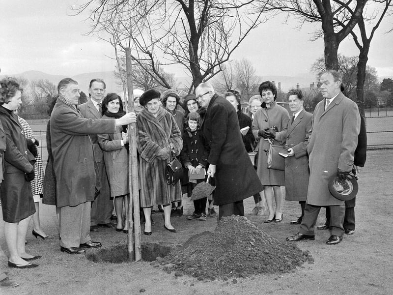 Planting a memorial tree in Liberton's Wolridge Road in February 1964.