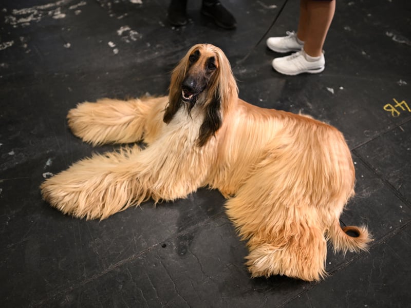 The Afghan Hound is one of the world's oldest breeds of dog - and also one of the most elegant. This is a dog that was bred to hunt though, and they are highly selective when it comes to who they offer affection to. Generally aloof, they will be completely disinterested in strangers and tend to create a bond with a single person who they will deign to tolerate.