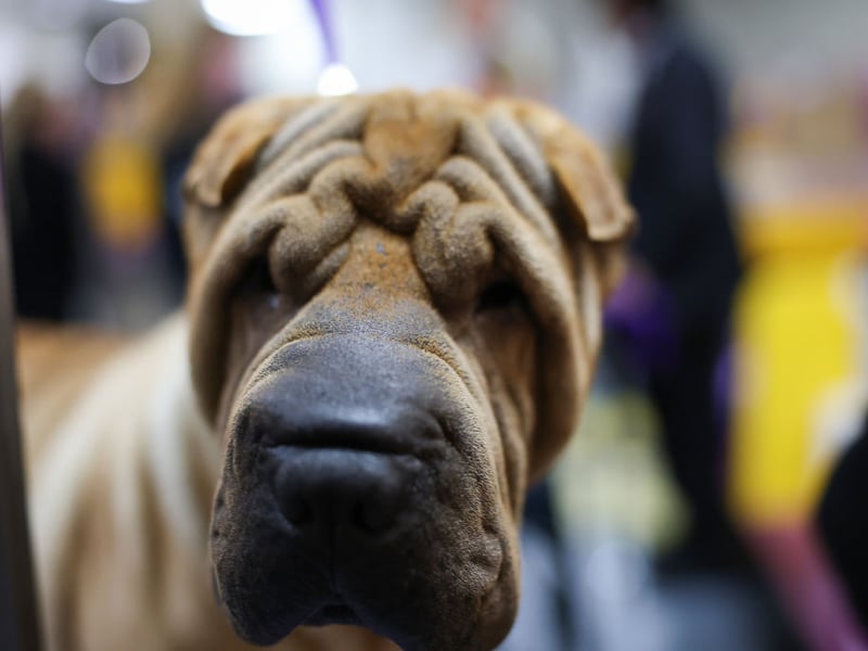 Another breed that looks like it was created to cuddle is the adorable and wrinkly Chinese Shar-pei. While they are devoted to their families and fiercely protective, they aren't as demonstrative as other breeds when it comes to showing affection. They also tend to be hostile to strangers and other dogs. 