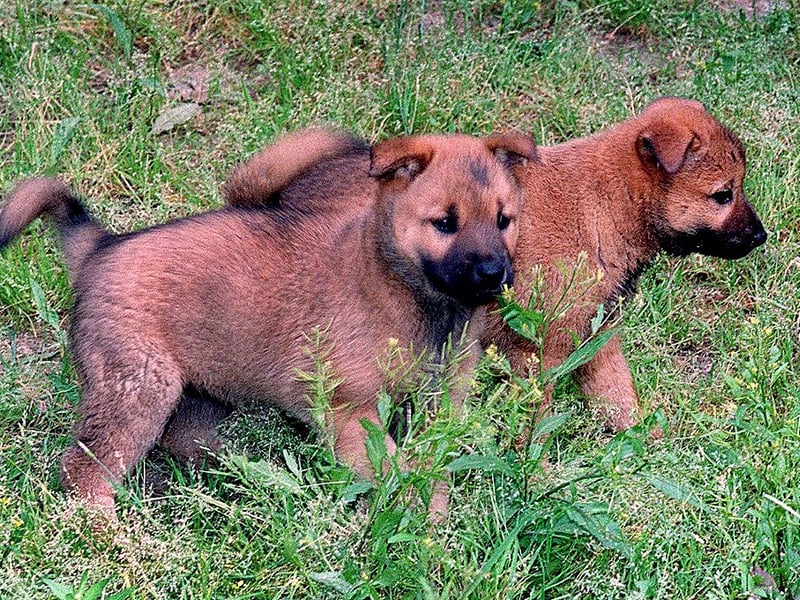 Jindos are independent and intelligent dogs, often forming strong but bonds with their owners, but not necessarily demonstrating their adoration in a gregarious way. Showing physical affection is unusual with this breed - and they tend to ignore commands unless a treat or reward is forthcoming.