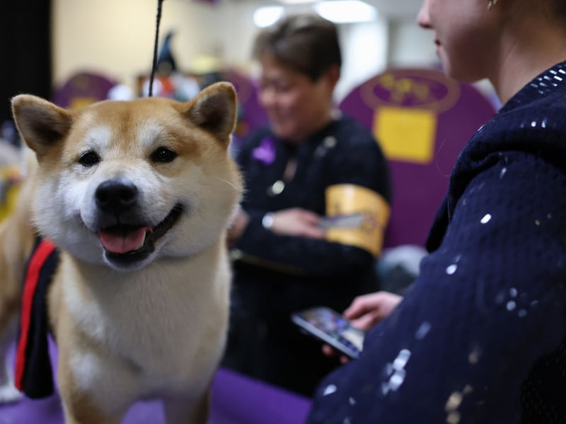 The Shiba Inu, a breed originally from Japan, can occasionally be affectionate but only when they really, really want to be. They are often happier spending time alone. 