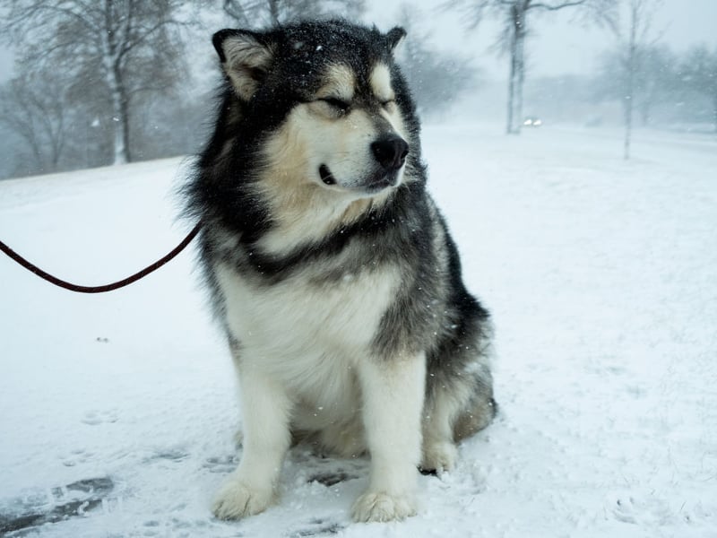Bred to pull sleds huge distances over frozen tundra, the Alaskan Malamute has a strong work ethic and independent spirit that's not conducive to snuggling up on the sofa for an evening watching television.