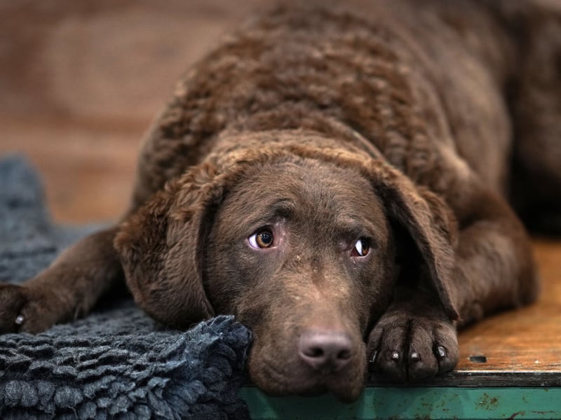 Despite being related to the incredibly gregarious Labrador Retriever and Golden Retriever, the Chesapeake Bay Retriever tends to keep itself to itself. It's a breed that makes for a perfect hunting companion but otherwise very much enjoys its own company.