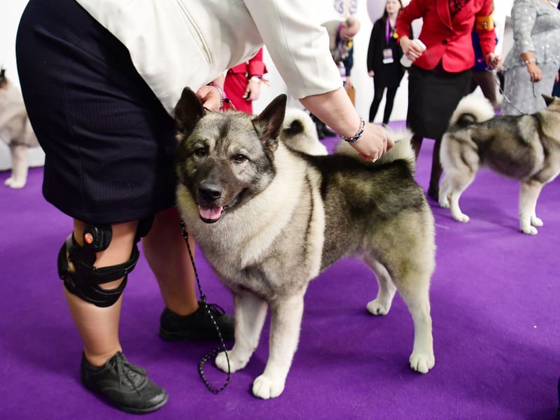 Bred for hunting and guarding, Elkhounds are alert and independent. They may enjoy family time but aren’t big on cuddles. They often choose distance over closeness in the home.