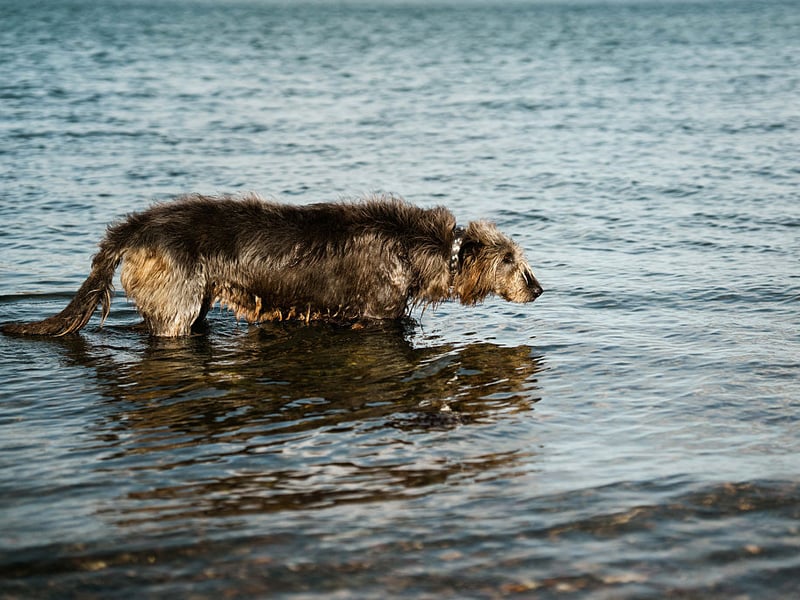 Despite their gentle nature, Irish Wolfhounds can be emotionally distant. The world's tallest dog is calm and tolerant but often indifferent to cuddles and pats. They tend to not cling to their owner, preferring calm companionship over touch.