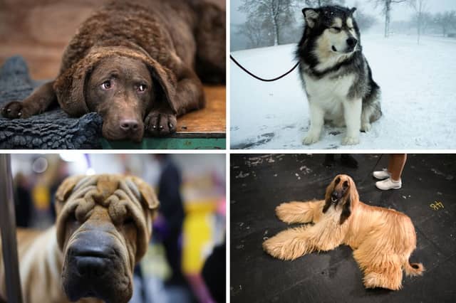 Four of the lest loving breeds of dog.