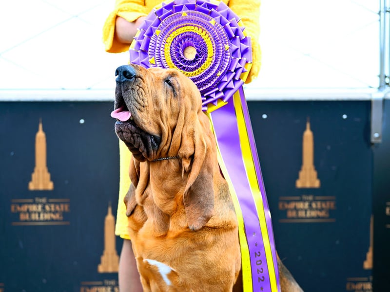 Another dedicated working dog, the Bloodhound has been bred to track animals or humans using its highly-developed sense of smell. This work ethic can mean that they can appear distant from their families, while a stubborn streak a mile long means they won't do anything they don't want to - including enjoying a pat.
