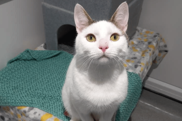 Marvin is a friendly boy who loves human attention, though he prefers a home with older children, as he can occasionally get a little over-stimulated during play. He has been diagnosed with a Grade 3 heart murmur; while he is currently asymptomatic and requires no active treatment, his new owners will need to keep up with regular veterinary check-ups