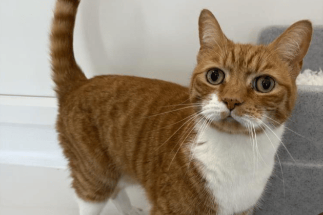 Tommy is currently thriving in a foster home and is known for his super-friendly nature and love of playtime. He is looking for a family with older children and plenty of food-motivation to match his own. Tommy’s previous 'lashing out' has been identified as a symptom of partial seizures, which are now successfully under control with daily medication in his food.