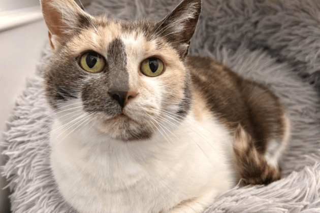 Polly is a distinguished older lady who is looking for a peaceful, adult-only home where she can be the sole focus of your affection. After being left behind by previous owners, she has blossomed into a sweet companion who loves plenty of strokes. To keep her feeling her best, Polly requires a specialist diet to manage suspected IBD.