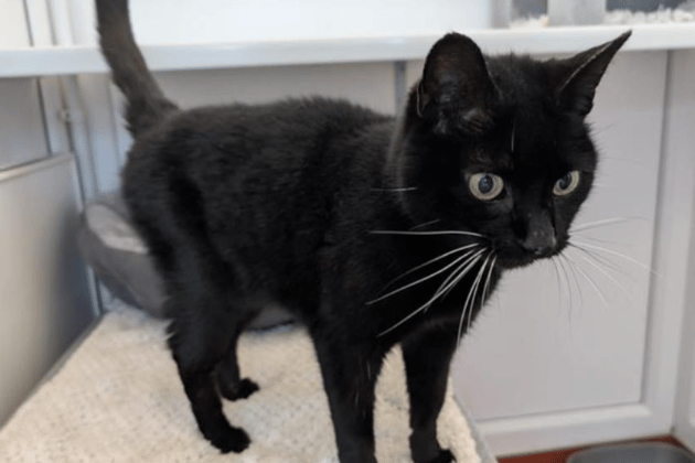 Flora is a former stray who has fully embraced the comforts of cattery life, proving herself to be a friendly and loving companion. Potential adopters should note that Flora thrives on a strict hypoallergenic diet, and the team will be happy to provide more information on her specific needs.