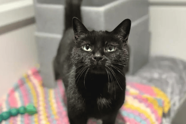 Beautiful petite Mona is desperate for a permanent sofa to call her own. She is a gentle girl who greets every morning with happy purrs and thrives on human company. While she manages Stage 2 kidney disease with a specialist diet and six-monthly check-ups, she remains a bright and loving cat who simply needs a bit of stability and a lot of love