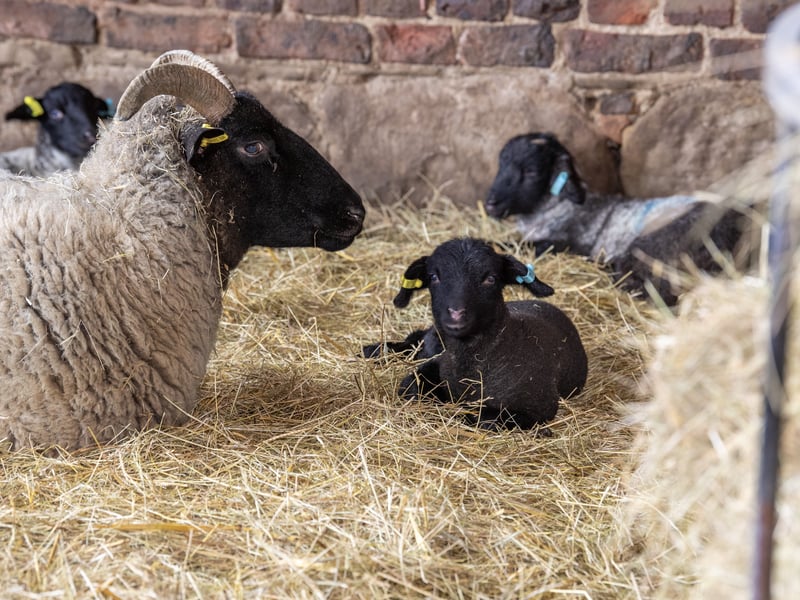 Meet some of the first lambs of the 2026 season. Home Farm is one of the largest rare-breed centres in the country, boasting a diverse collection of over 400 animals, including rare sheep, cows, and goats.