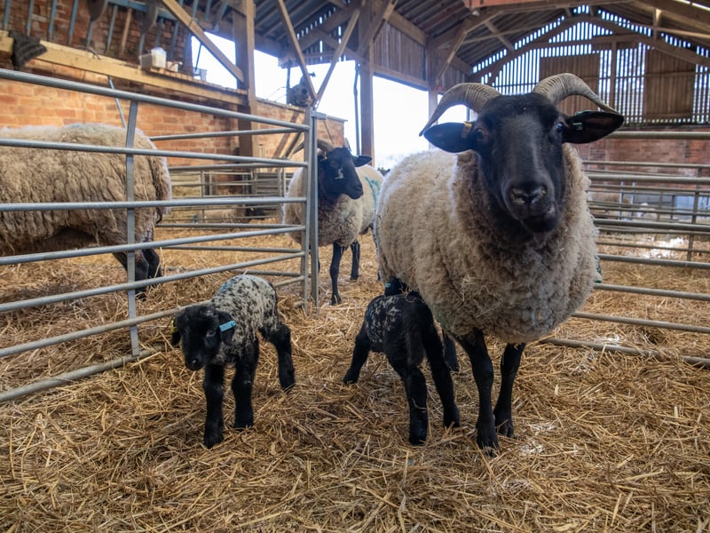 These young lambs are one of many expected to be born over the coming weeks. The Springtime Babies event offers a unique chance for families to get up close with these new arrivals in the farm's historic cobbled yards.
