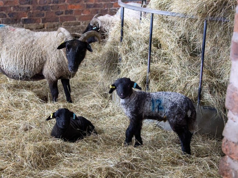 Some of the newborns at the farm are still getting to grips with their life in front of a camera lens.