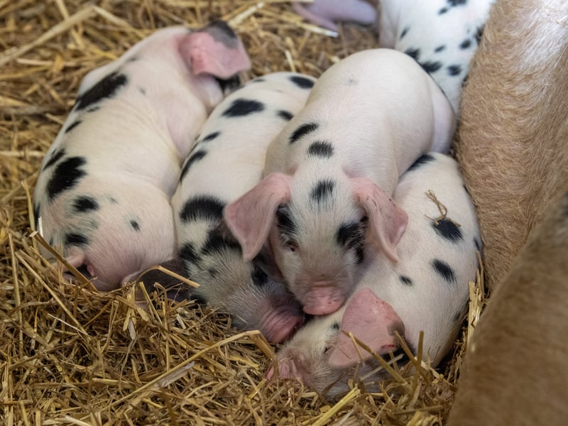 These piglets were born just days ago and are already becoming the stars of the show. Temple Newsam is one of the largest rare-breed centres in Europe, helping to conserve some of the oldest farm breeds in the country through its dedicated conservation work.